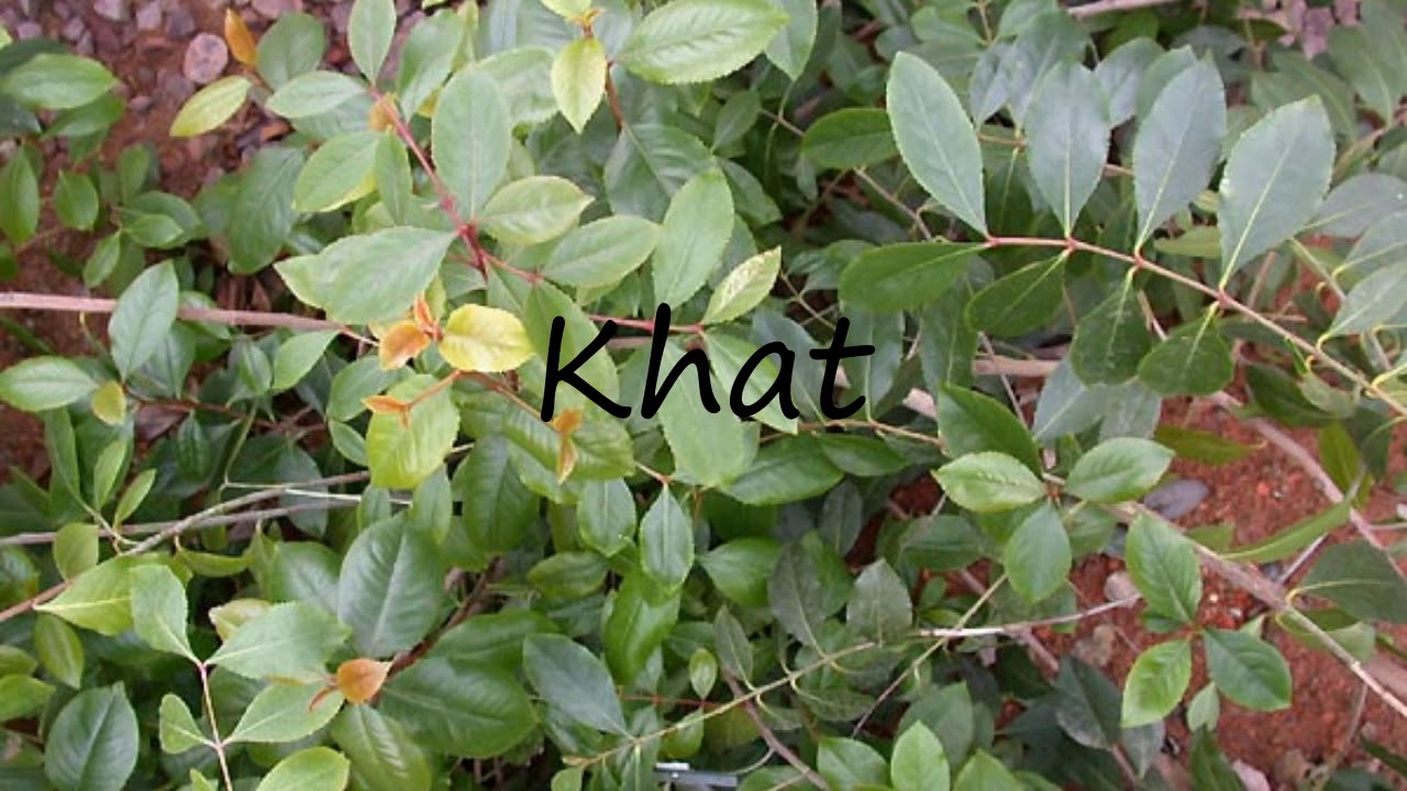 How To Pronounce Khat?