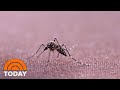 Genetically Modified Mosquitoes To Be Released in Florida Keys Experiment | TODAY