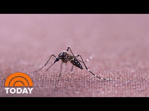 Genetically Modified Mosquitoes To Be Released in Florida Keys Experiment | TODAY