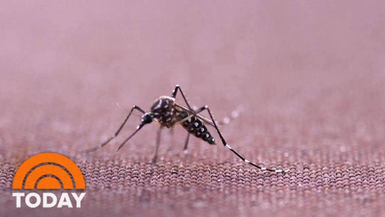 Genetically Modified Mosquitoes To Be Released in Florida