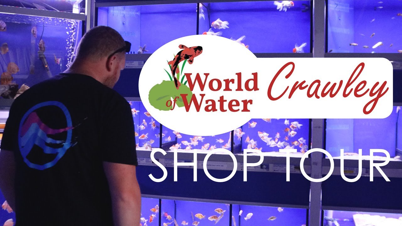 World of Water Crawley | Shop Tour - YouTube