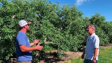 Freeze damage to apples