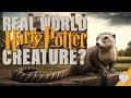 The crazy story of gef the talking mongoose  the true lore behind harry potters fantastic beasts