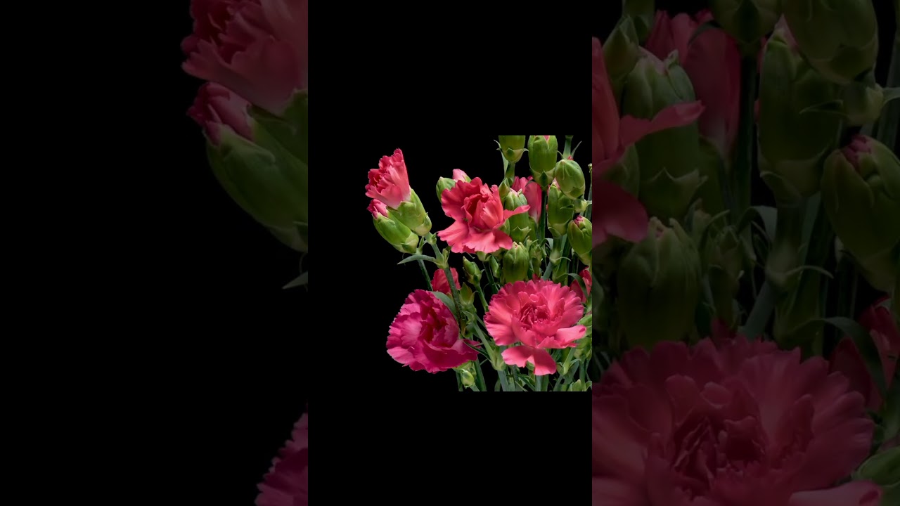 Beautiful flower blooming time lapse 