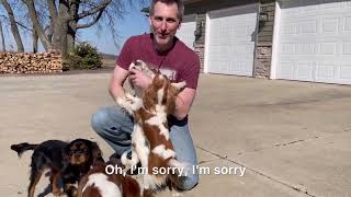 Dad Comes Home After a Night Away From the Dogs by Red Barn Cavaliers 1,015 views 2 months ago 1 minute, 19 seconds