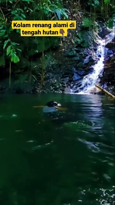 mantap👍kolam renang alami di tengah-tengah hutan Kalimantan #shorts