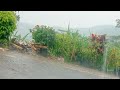 Sound of Rain in Rural Areas in Indonesia with Heavy Rain Sounds