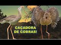 SERIEMA - ELA TEM UM DOS CANTOS MAIS ALTOS DO REINO ANIMAL! CONHEÇA TUDO SOBRE ESSA ÓTIMA CAÇADORA!