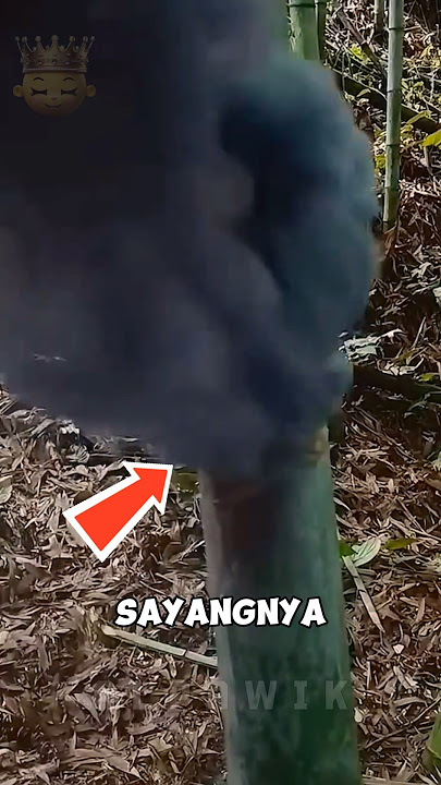 Firecracker Experiment on Bamboo Tree