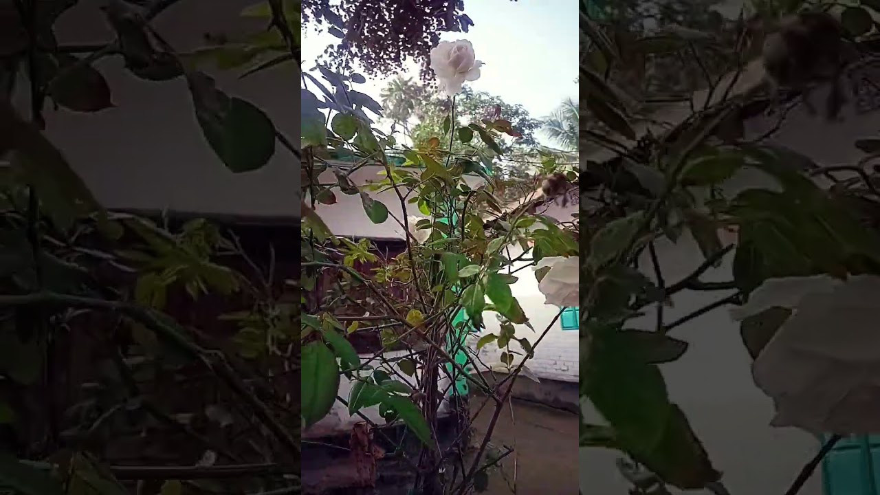 My Garden 🥰 🌿white rose🌹🌿 সাদা গোলাপ 🥰🌿 