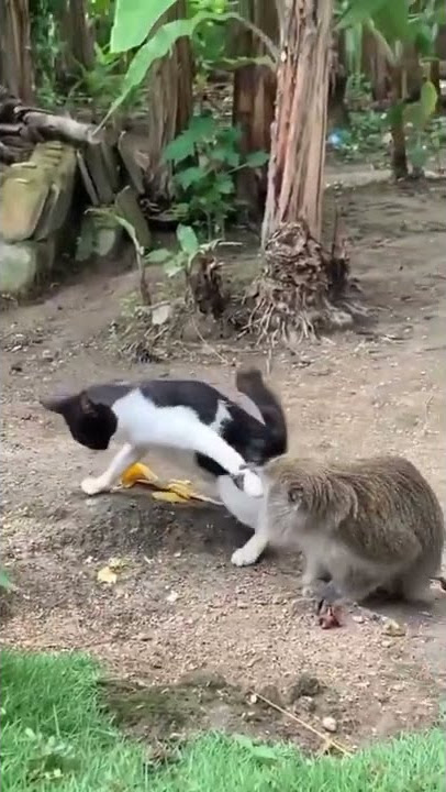 Kucing dan monyet yang gak mau di tinggalin