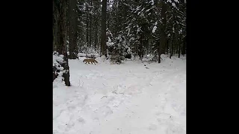 ДИКАЯ ЛИСА ПРИШЛА НА ЗАПАХ ПИРОЖКОВ.СМОТРЕТЬ ВСЕМ!!!