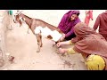 goat milking in village style /Milling by hand / Pure desi Village vlog / Daily Routine vlog