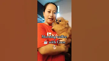 MORNING COFFEE WITH COCO Beautifulhk Dogs Pomeranian Dogs 