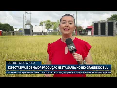 Colheita do arroz: expectativa é de maior produção nesta safra no Rio Grande do Sul | Canal Rural