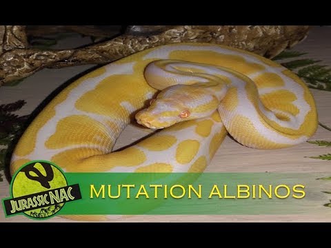 jurassic park Python regius - Mutation albinos