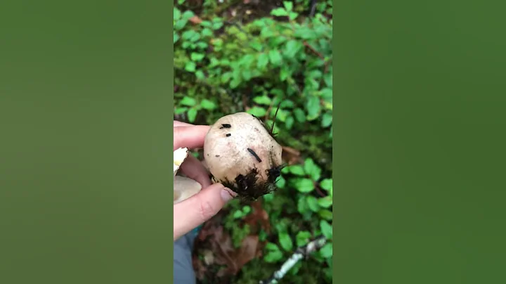 Slimy Spike Cap Mushroom 粘铆钉菇 北美野生蘑菇采摘 可食用野生菌！ - 天天要闻