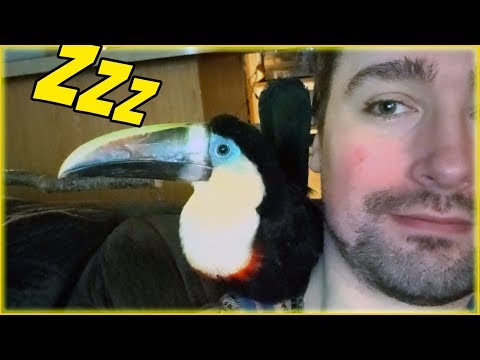 2-sleepy-toucans!