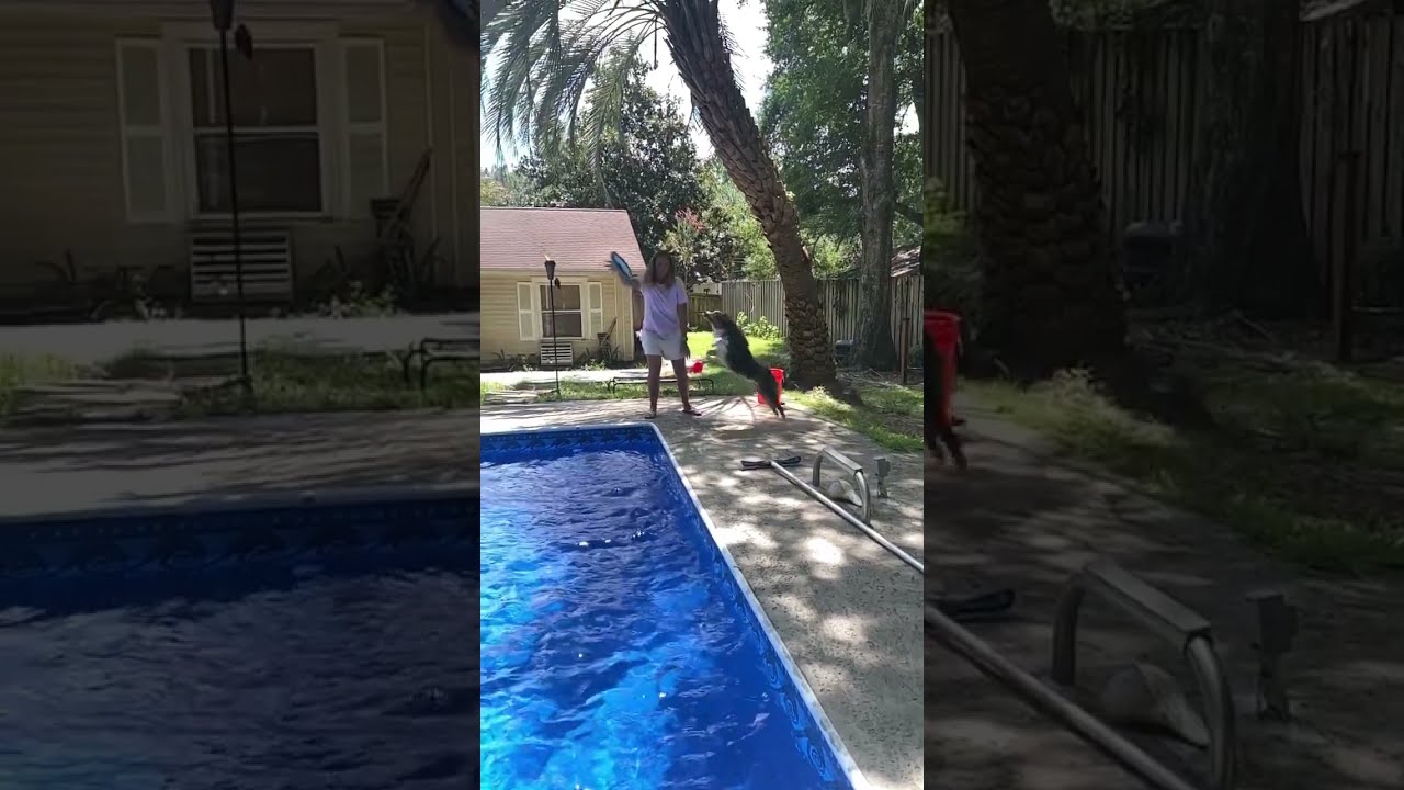 My Dog Jumping Pool - Marley - Good Doog😍