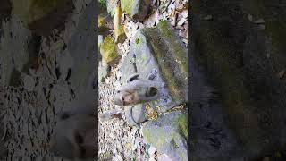 Angkor Thom Monkey Mom & Baby Soft Video 🥰 screenshot 1