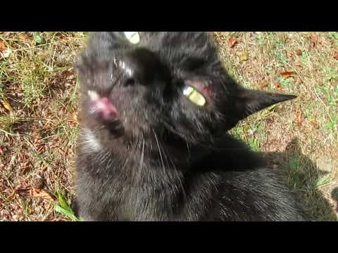 Wideo: Jak Leczyć Grzybicę U Kotów