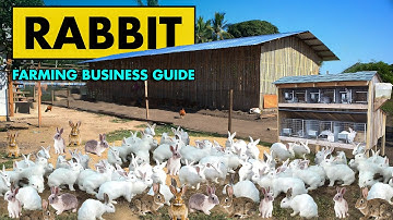 Rabbit Farming Business Plan | How to start Rabbit Farming Business | Bunny Rearing at Home