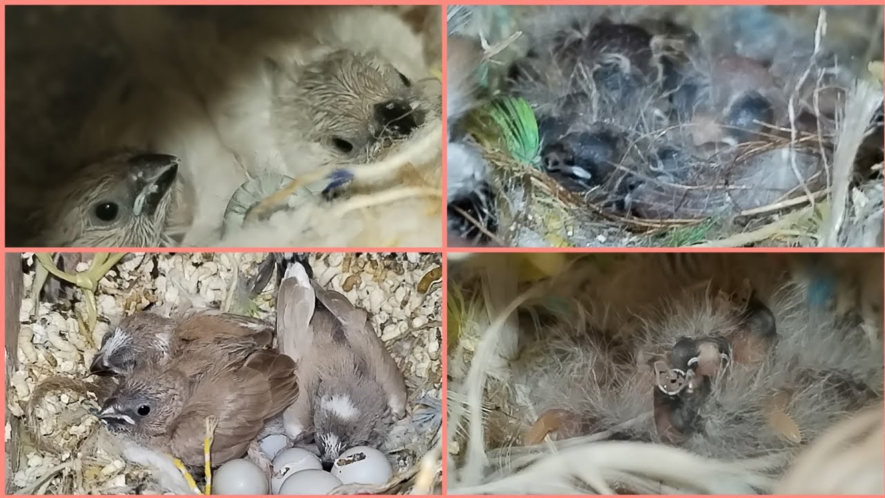 محميات إنتاج الفناجس 😍 فتح اعشاش الفناجس + فطم وجبه الأفراخ 🤗