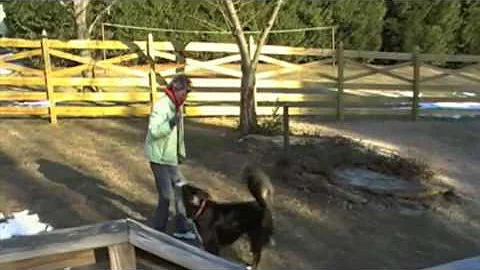 My Dog & Me