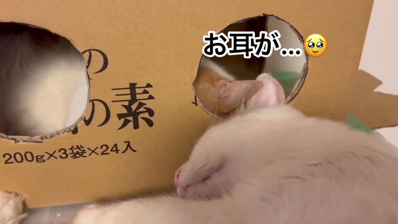 顔デッカ 大顔 猫のたまらない魅力 差し押さえ物件からダンボールで保護されたコンビ猫 Oricon News