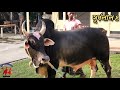 Shurjolal 4 | bullfighter Bangladesh