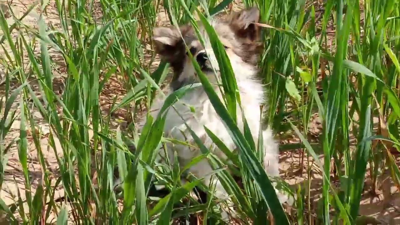 You Almost Missed This Tiny Puppy in the Grass