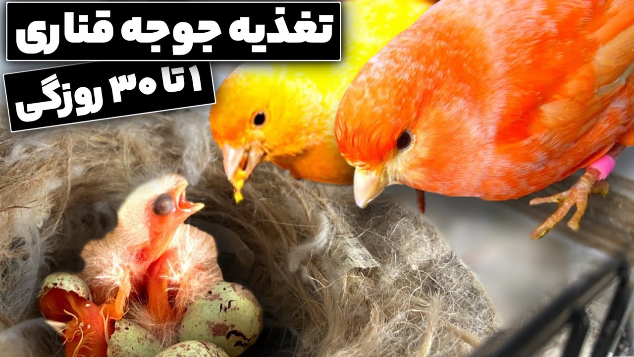 تغذیه جوجه قناری از روز اول تولد تا ۳۰ روزگی | آموزش کامل و مرحله‌به‌مرحله