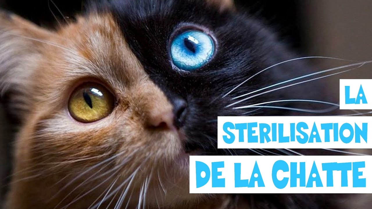La Sterilisation De La Chatte Bonus Acdr Family 18 Youtube La Sterilisation De La Chatte Bonus Acdr Family 18 Youtube