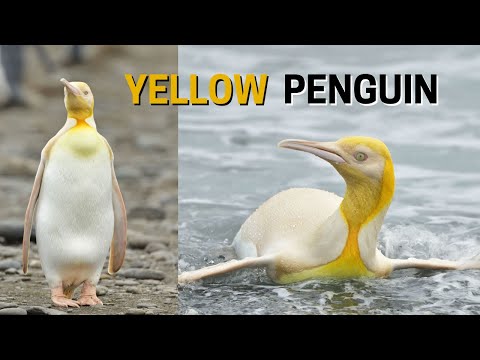 Rare Yellow penguin: A Leucistic Penguin
