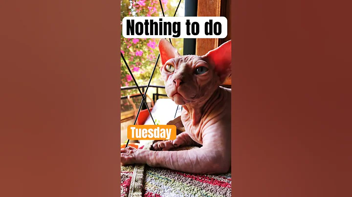 Watch the video about RELAX like a cozy cat curled up in a sunbeam. That's a wonderful way to be, truly! #sphynx