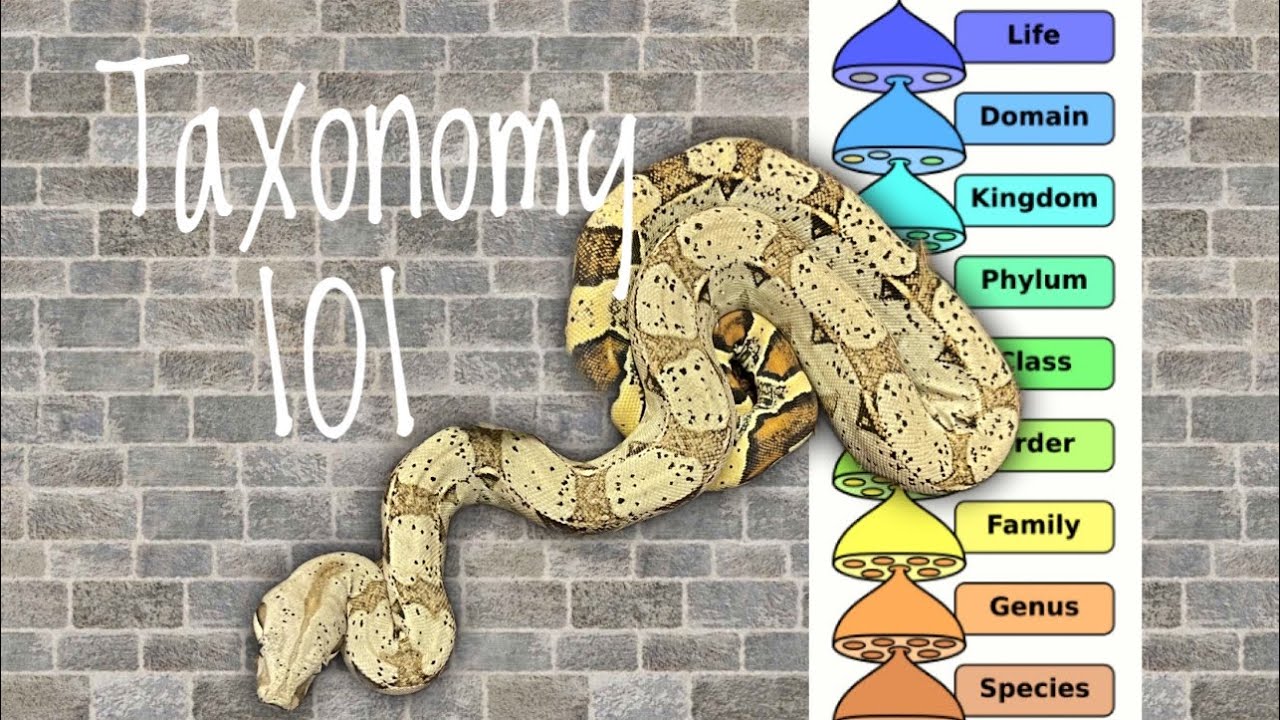 Reptile Taxonomy Simply Explained…Hopefully - YouTube
