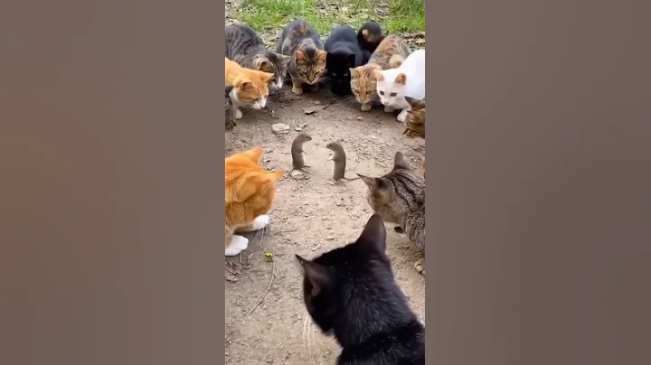 Video 11802531: cat funnycats kitten cutecat, cat kitten cute funnycats, cat kitten cutecat funny