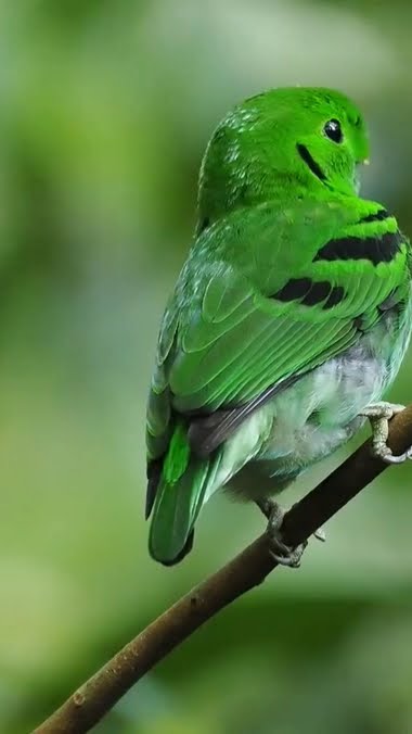 BURUNG EKSOTIS DI ALAM LIAR