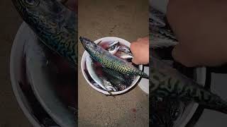 Redondo beach pier fishing for mackerel