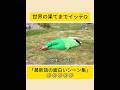 世界の果てまでイッテQ「最新話の面白いシーン集」Part 9 #世界の果てまでイッテq #イッテq