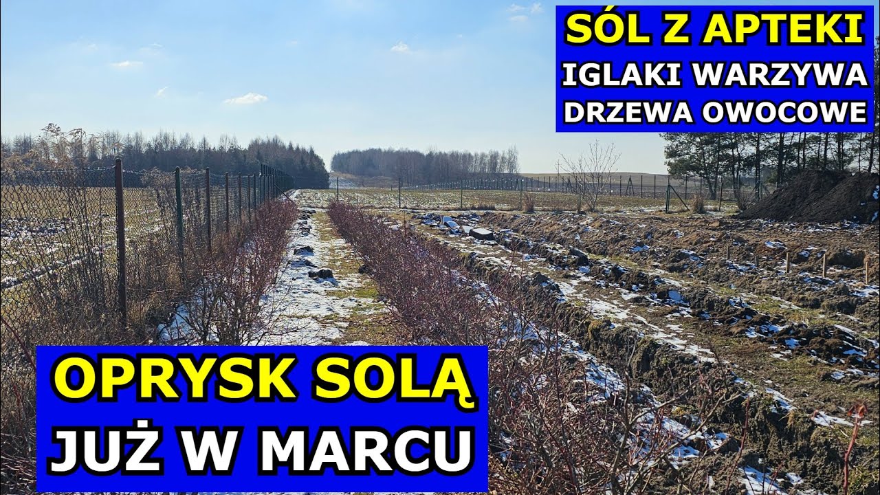Oprysk Solą Gorzką na Drzewa owocowe, Iglaki, Warzywa, Borówki. Sól Gorzka Epsom Siarczan Magnezu.