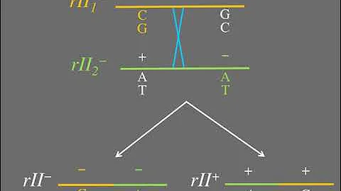 Benzer's Experiments Brooklyn College Genetics