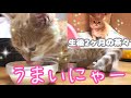 子猫の茶々くんに生後3ヶ月記念ではじめてミルクをあげた結果…【短足マンチカン】Results of feeding cat milk to 3 month old munchkin kittens.