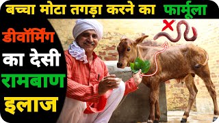 CALF पेट के कीड़ों का घरेलू इलाज | Small Calf Naturally Deworming बछड़ी , पाडी  ( पशु ज्ञान - 01)