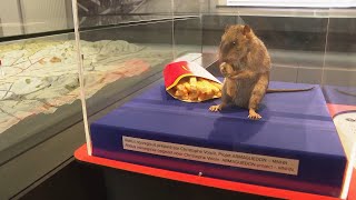 Brussels Sewer Museum Creates Exhibit to Demystify Rats