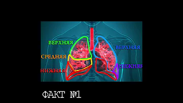 #1 Какое легкое больше? Правое или левое? Лаборатория фактов.