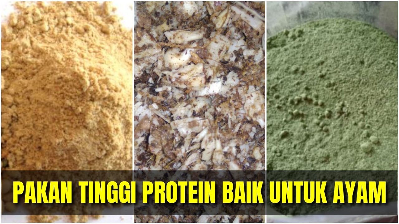 5 Tips Alternatif Pakan Organik untuk Hasil Maksimal 5 Tips Alternatif Pakan Organik untuk Hasil Maksimal