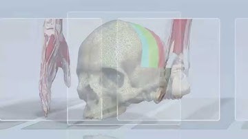 Primal Pictures can help your organisation source – or even custom create - a cutting edge solution.