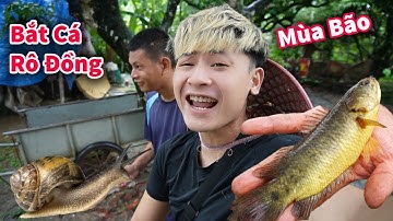 Hậu Cáo - Bắt Ốc Thuốc Và Cá Rô Đồng Mùa Mưa Bão