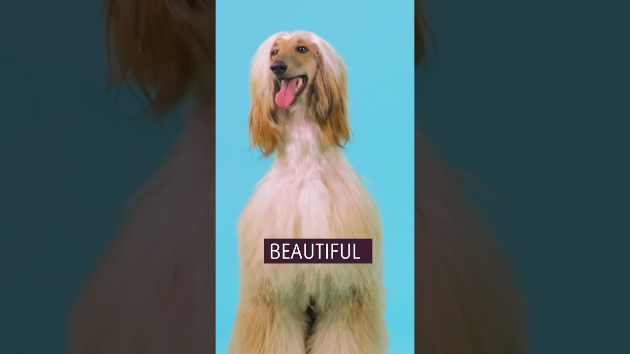 Afghan Hound